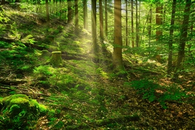 绿色森林氧吧风光摄影图片